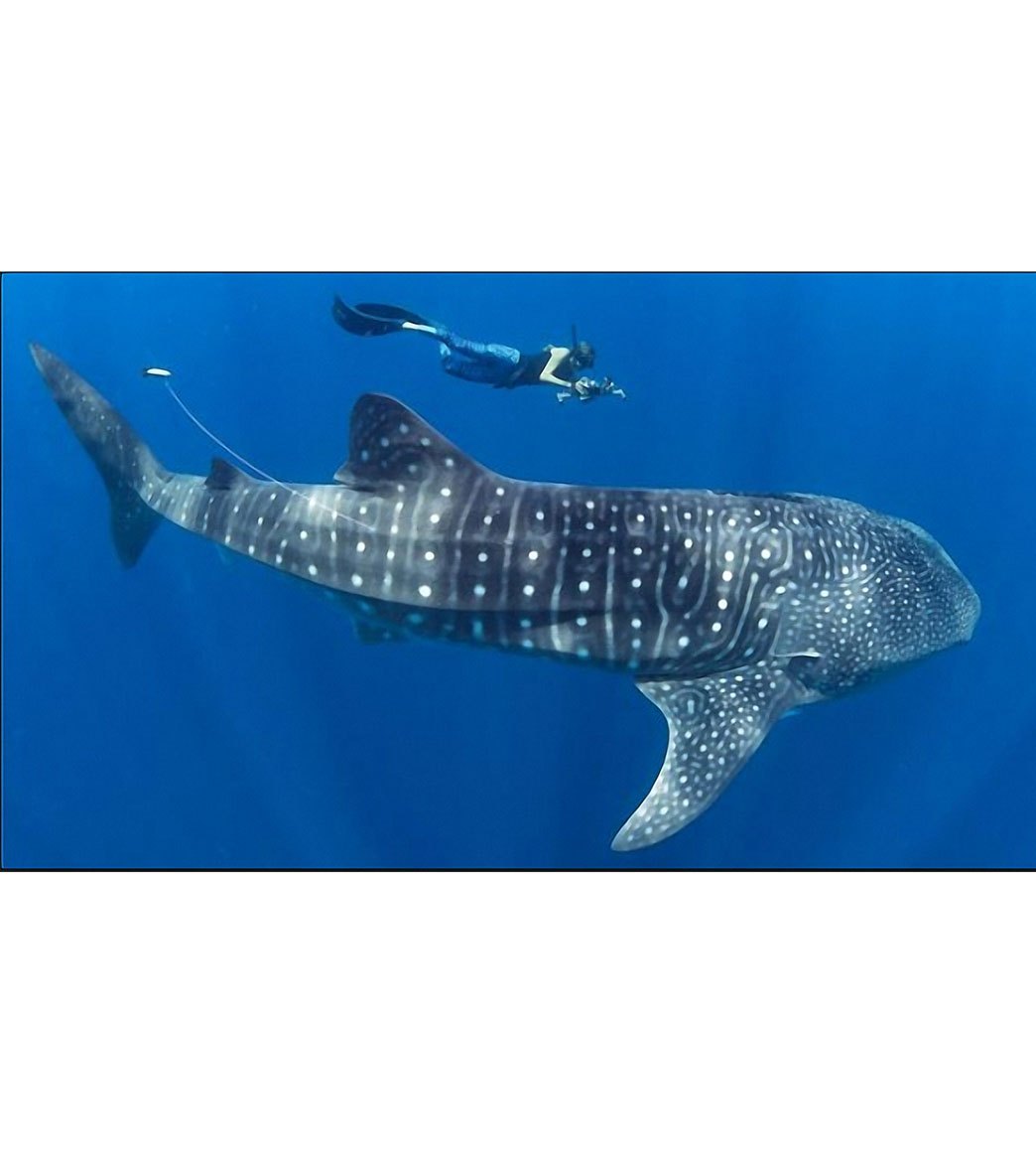 SlipIns Whale Shark Zippered Unitard