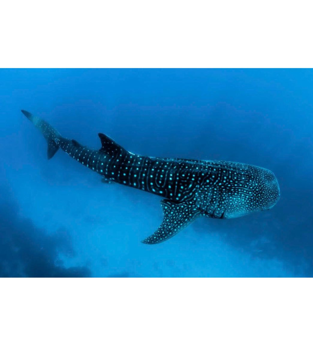 SlipIns Whale Shark Sea Swim Tights